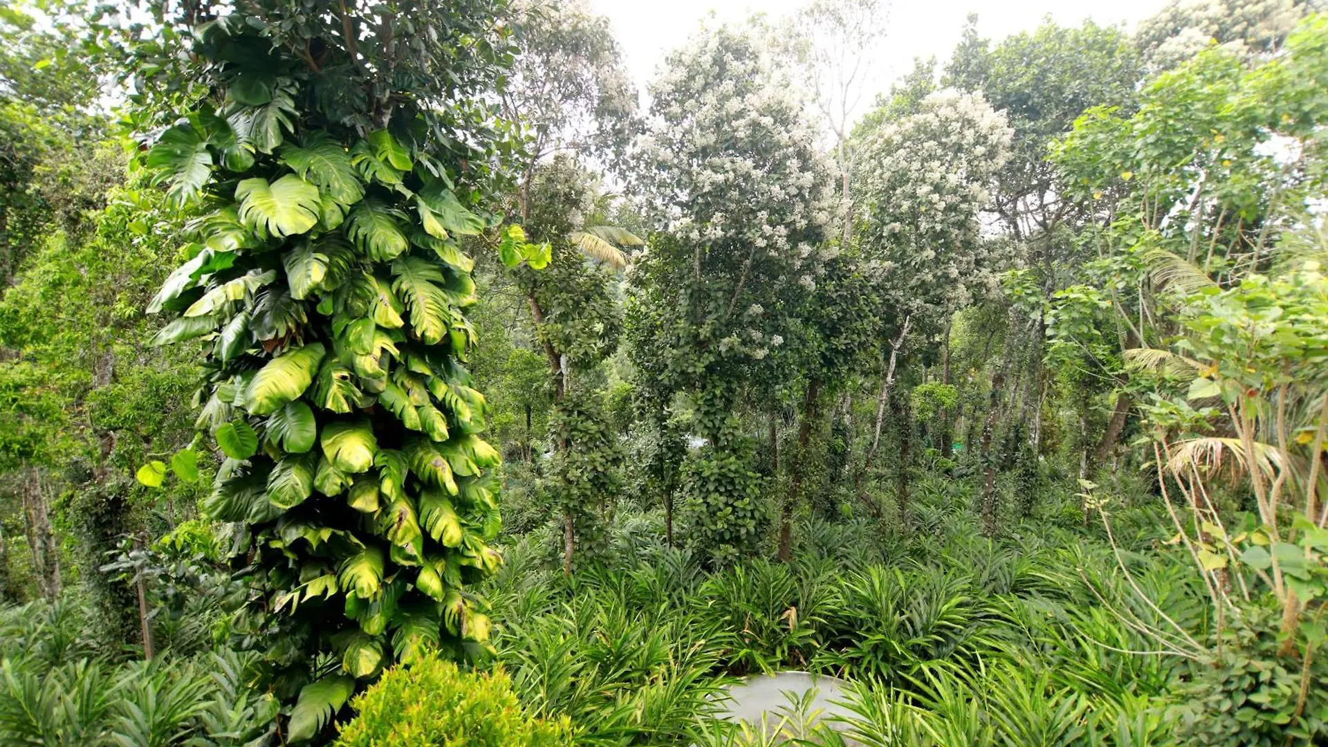 Periyar Homes Plantation Stay Thekkady 0*,