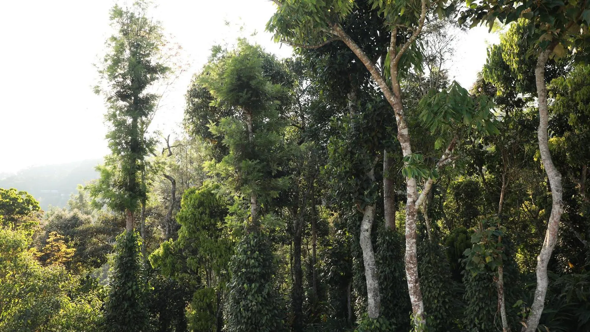 Periyar Homes Plantation Stay Thekkady Quarto em Acomodações Particulares